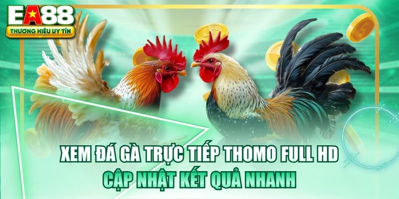 Xem Đá Gà Trực Tiếp Thomo Full HD - Cập Nhật Kết Quả Nhanh